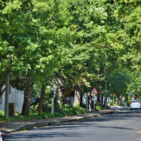 Nuwe eikebome vir die Eikestad