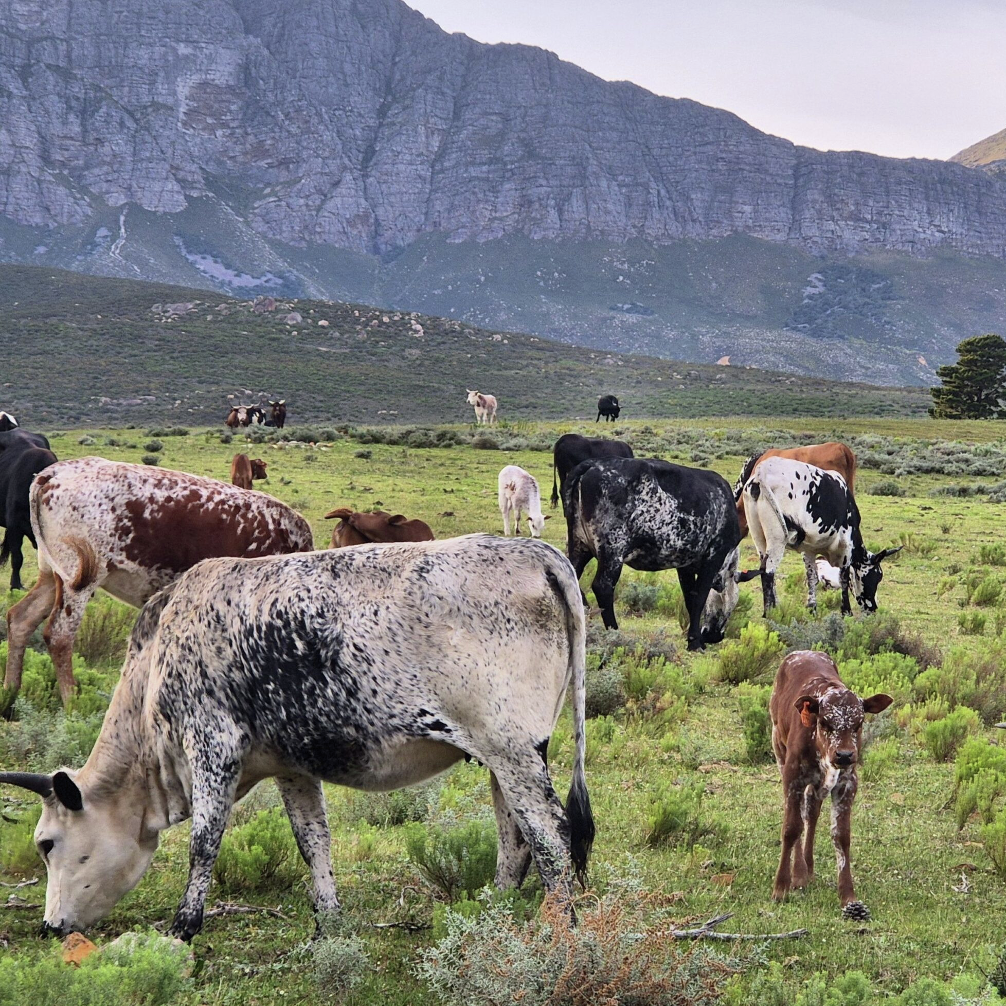 Vergelegen se Nguni’s