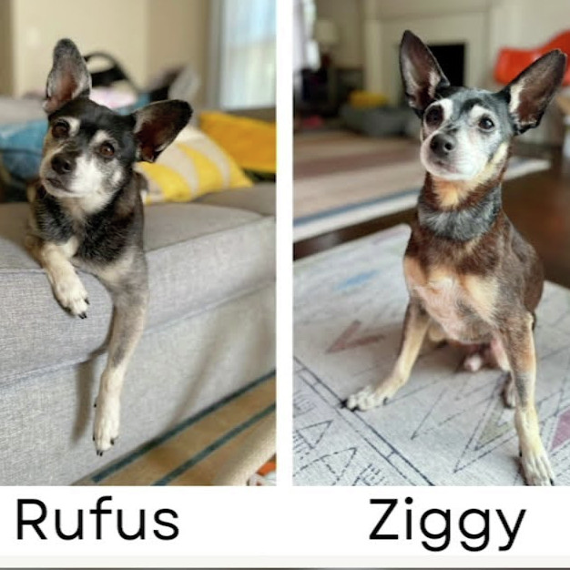 Hond se familie episode artwork