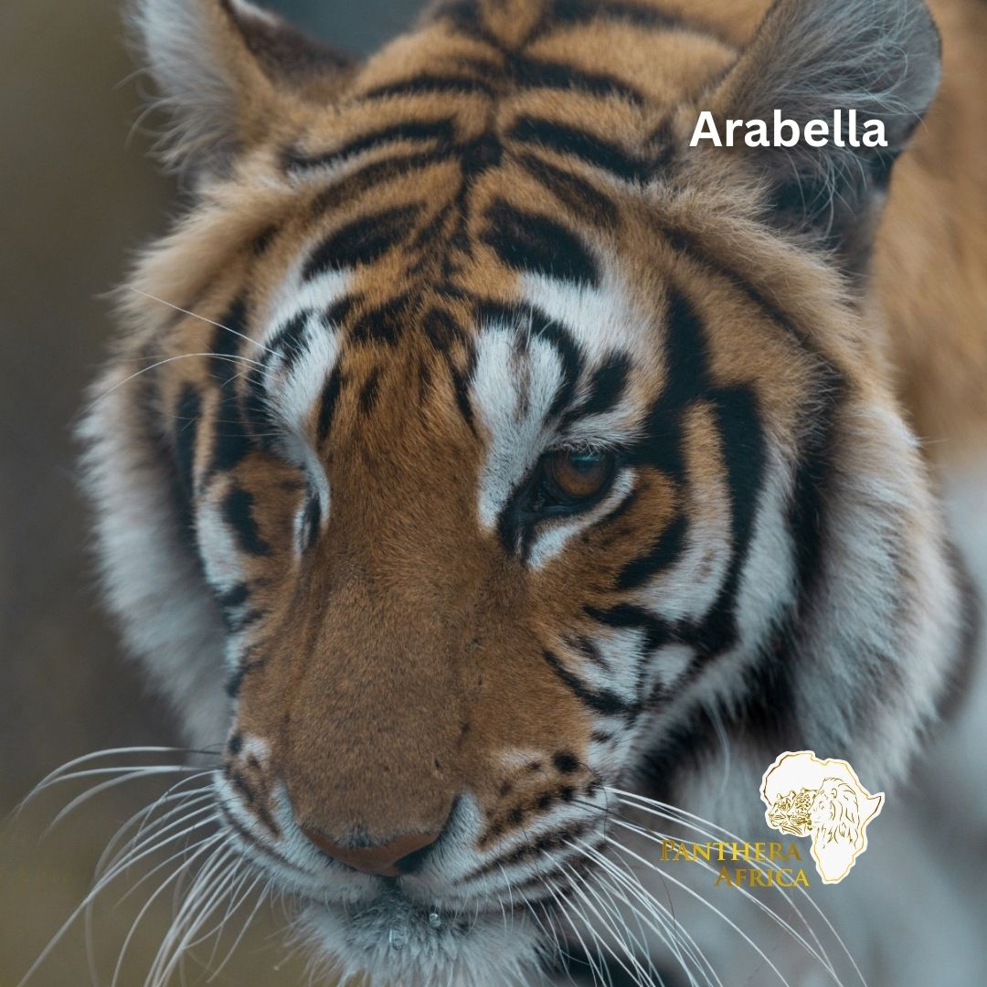 Panthera Africa grootkat-toevlugsoord episode artwork