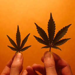 Hemp vs cannabis