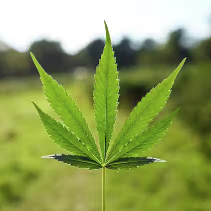 Seldsame verbindings in Cannabis-blare episode artwork
