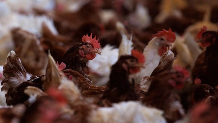 #PODCAST Local poultry farmers expect an increase in prices following a "devastating" avian flu outbreak #sabcnews episode artwork