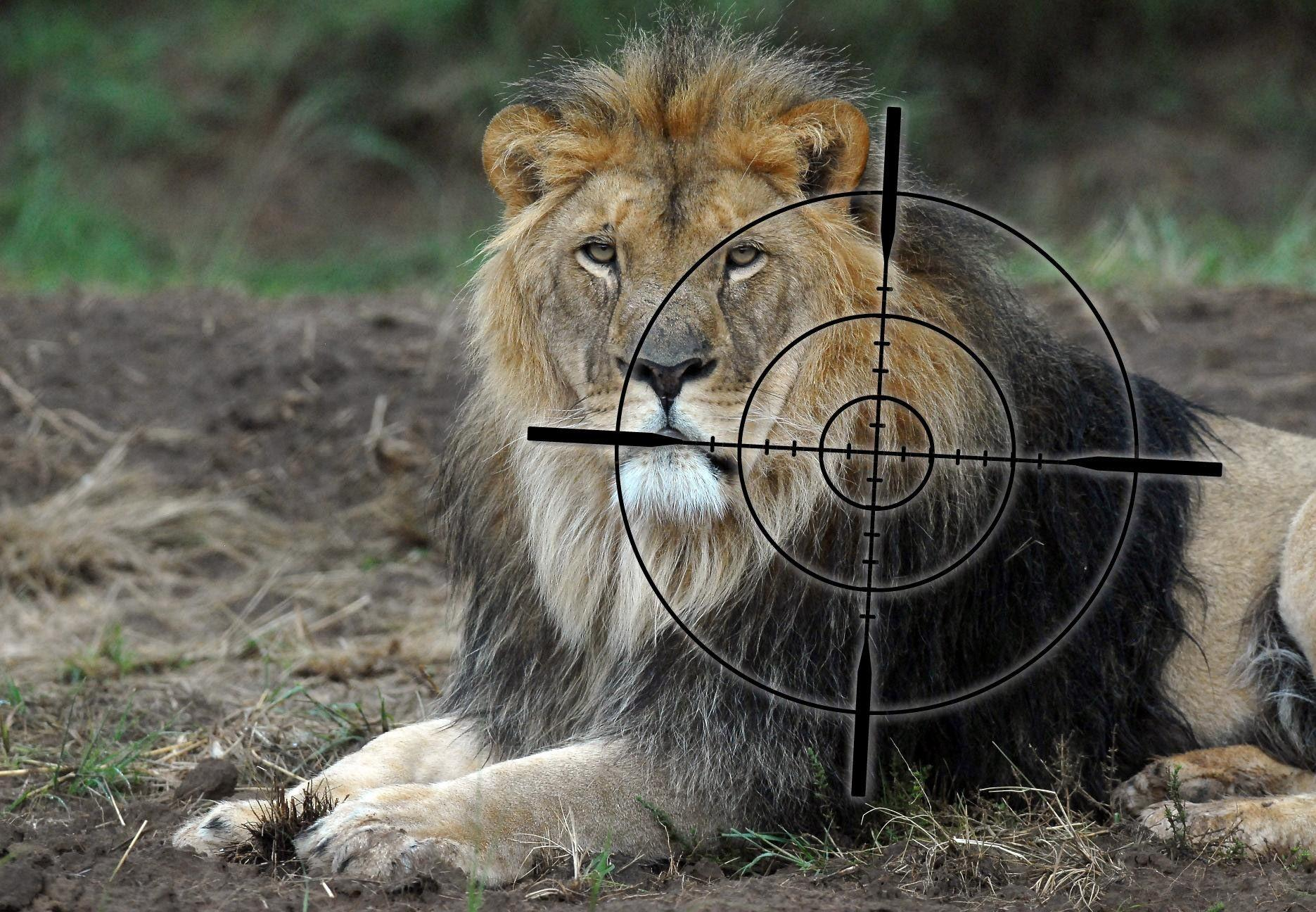 #PODCAST NSPCA condem a Northern Cape private high school for promoting lion hunting #sabcnews episode artwork