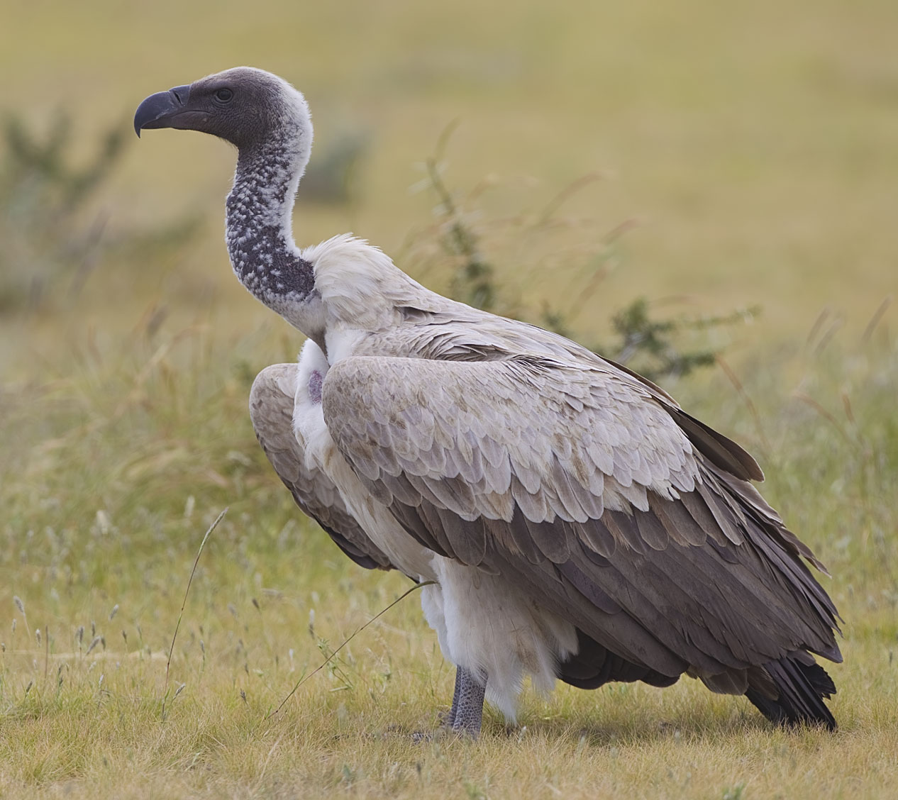#PODCAST "VulPro" given the green light to begin a conservation project of the vulnerable Cape and African White-backed Vultures #sabcnews episode artwork