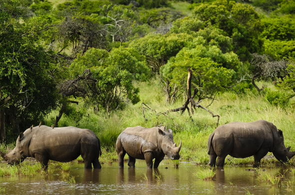 #PODCAST Kruger National Park say tech has significantly helped reduce the frequency of rhino poaching incidents #sabcnews episode artwork