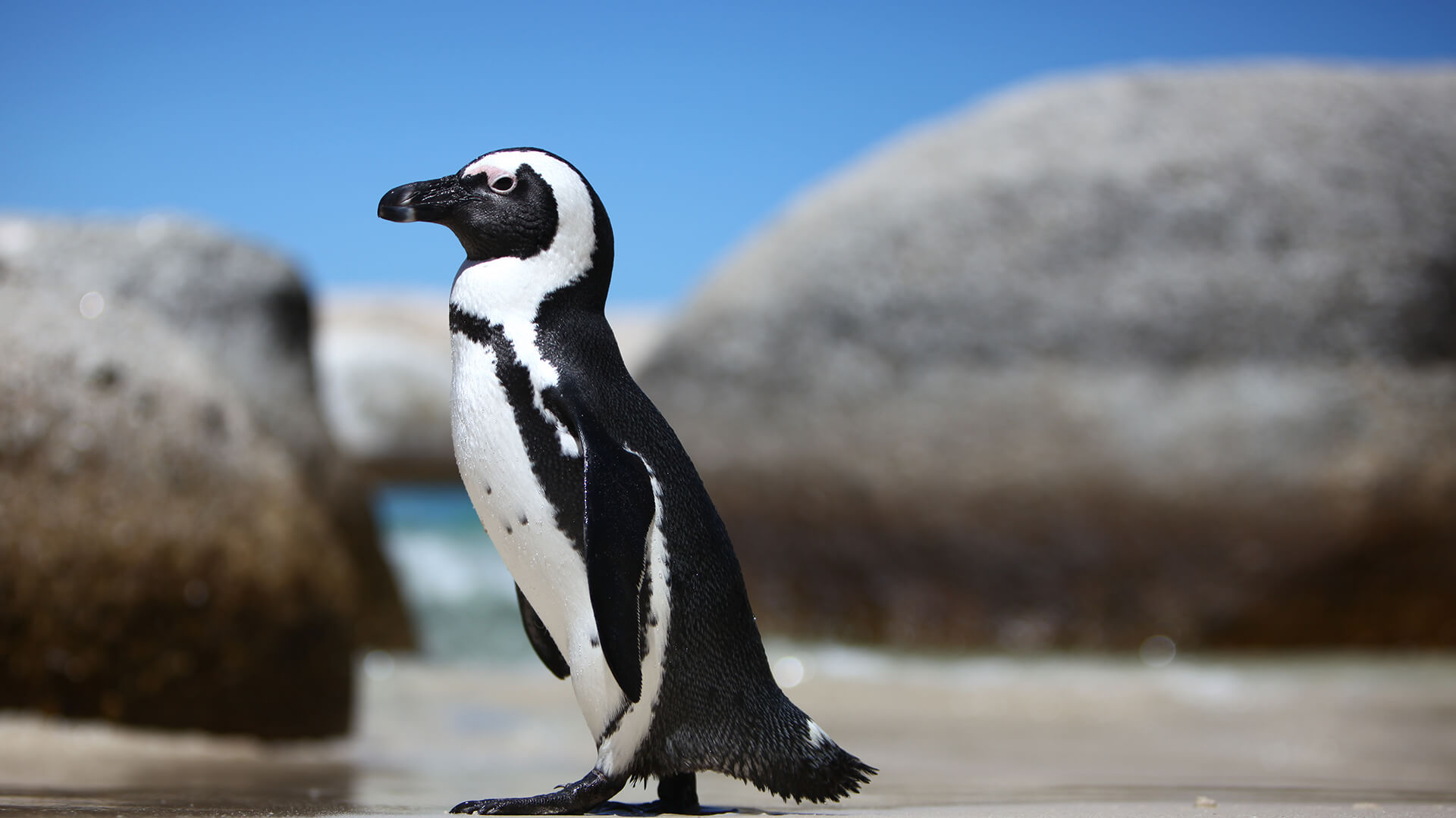 #PODCAST SA Association for Marine Biological Research host a gender reveal party for Venus - the endangered African penguin #sabcnews episode artwork
