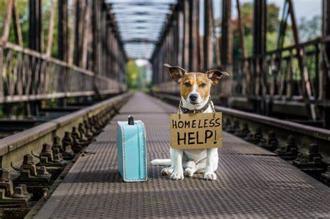 #PODCAST State of Pet Homelessness Project finds that 1 in 3 pets are currently homeless across 20 countries worldwide #sabcnews episode artwork