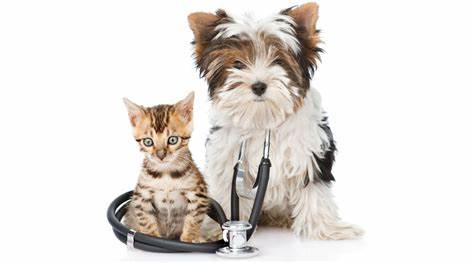 #PODCAST Animal rescue organisation "Abandoned Paws" urge pet owners to sterilise their animals #sabcnews episode artwork