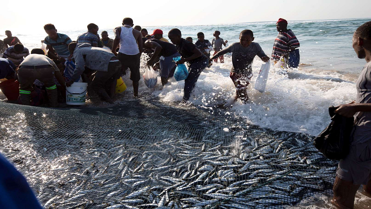 #PODCAST Fun continues for the KZN sardine run episode artwork
