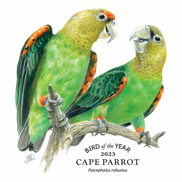 #PODCAST Conservationists confident that the "critically endangered" status of the Cape Parrot will soon change... #sabcnews episode artwork