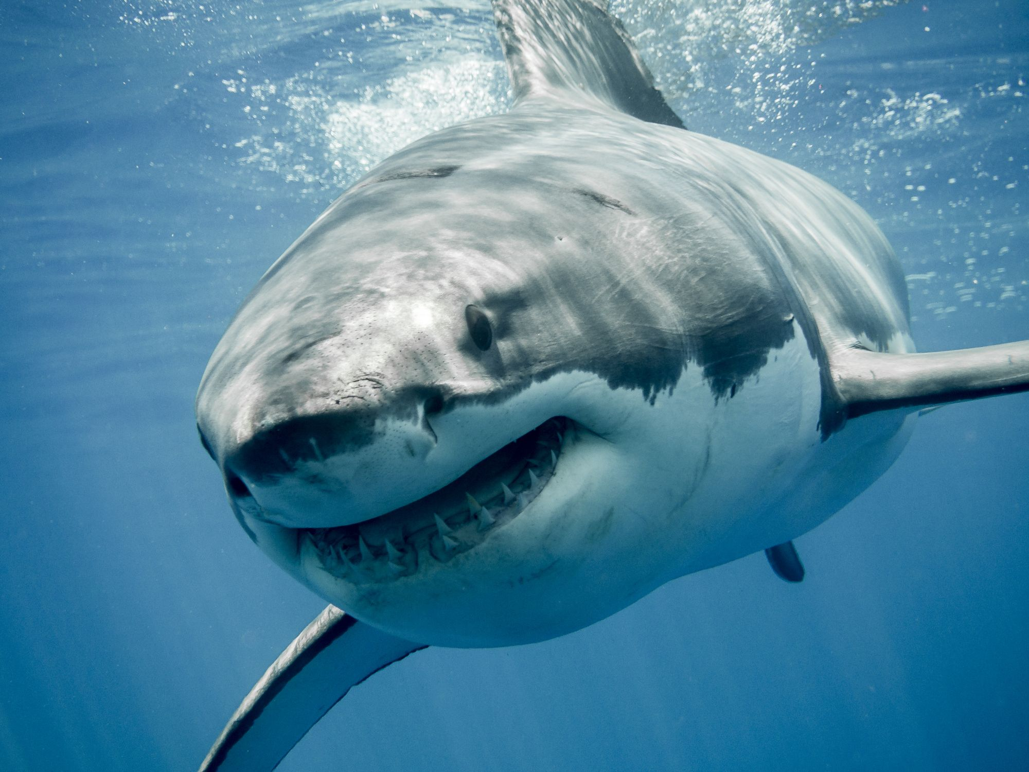 #PODCAST Conservation groups optimistic that more great white sharks are making their way back to SA shores #sabcnews episode artwork