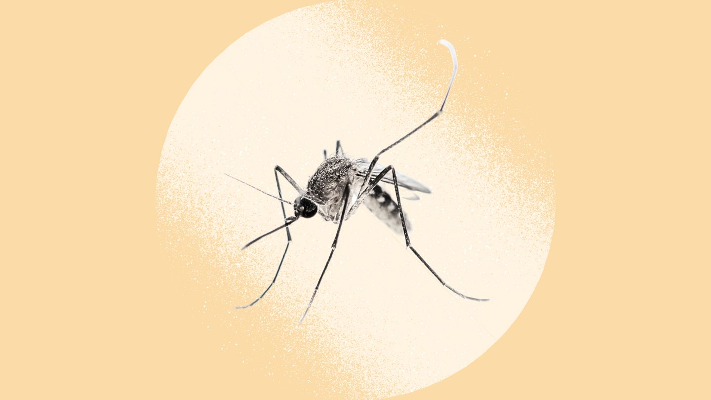 #PODCAST National Department of Health caution South Africans as the 2023 local malaria death toll reaches 66 #sabcnews episode artwork