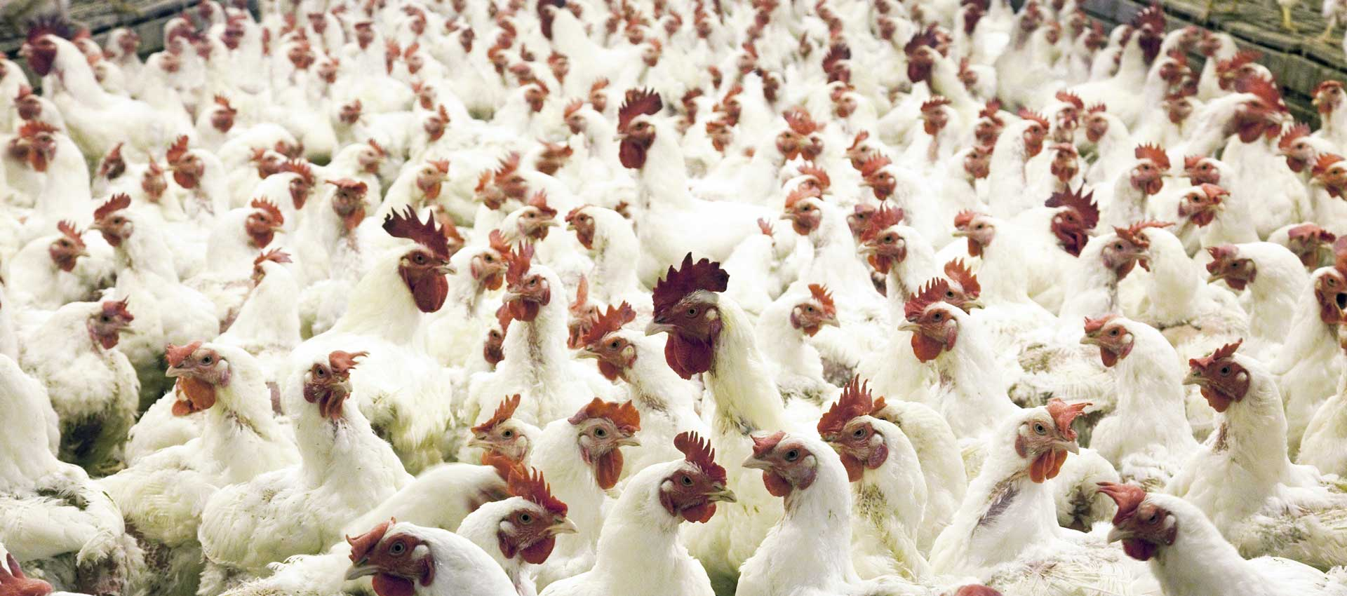 #PODCAST Avian Flu: Agriculture Minister allows the importation of poultry and eggs to ensure sufficient festive season stocks #sabcnews episode artwork
