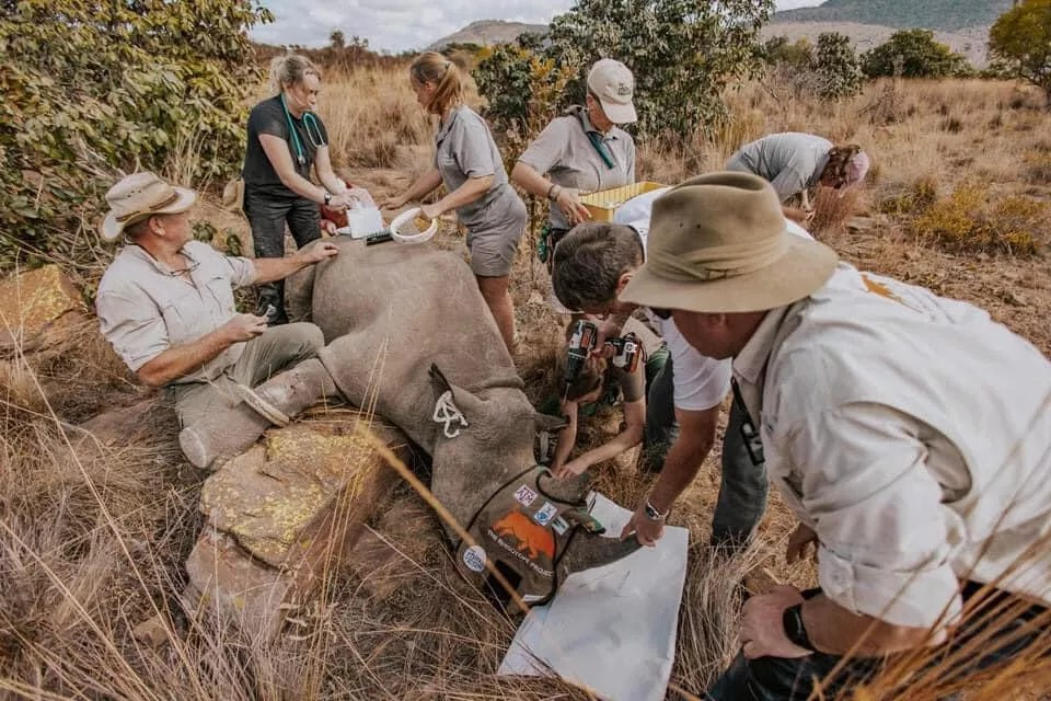 #PODCAST Rhisotope Project discuss world-first initiative to insert radioactive material into rhino horns in an effort to halt poaching #sabcnews episode artwork