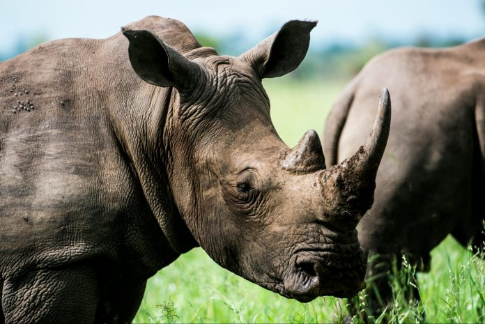 #PODCAST Rhino poaching back on the rise in KZN episode artwork