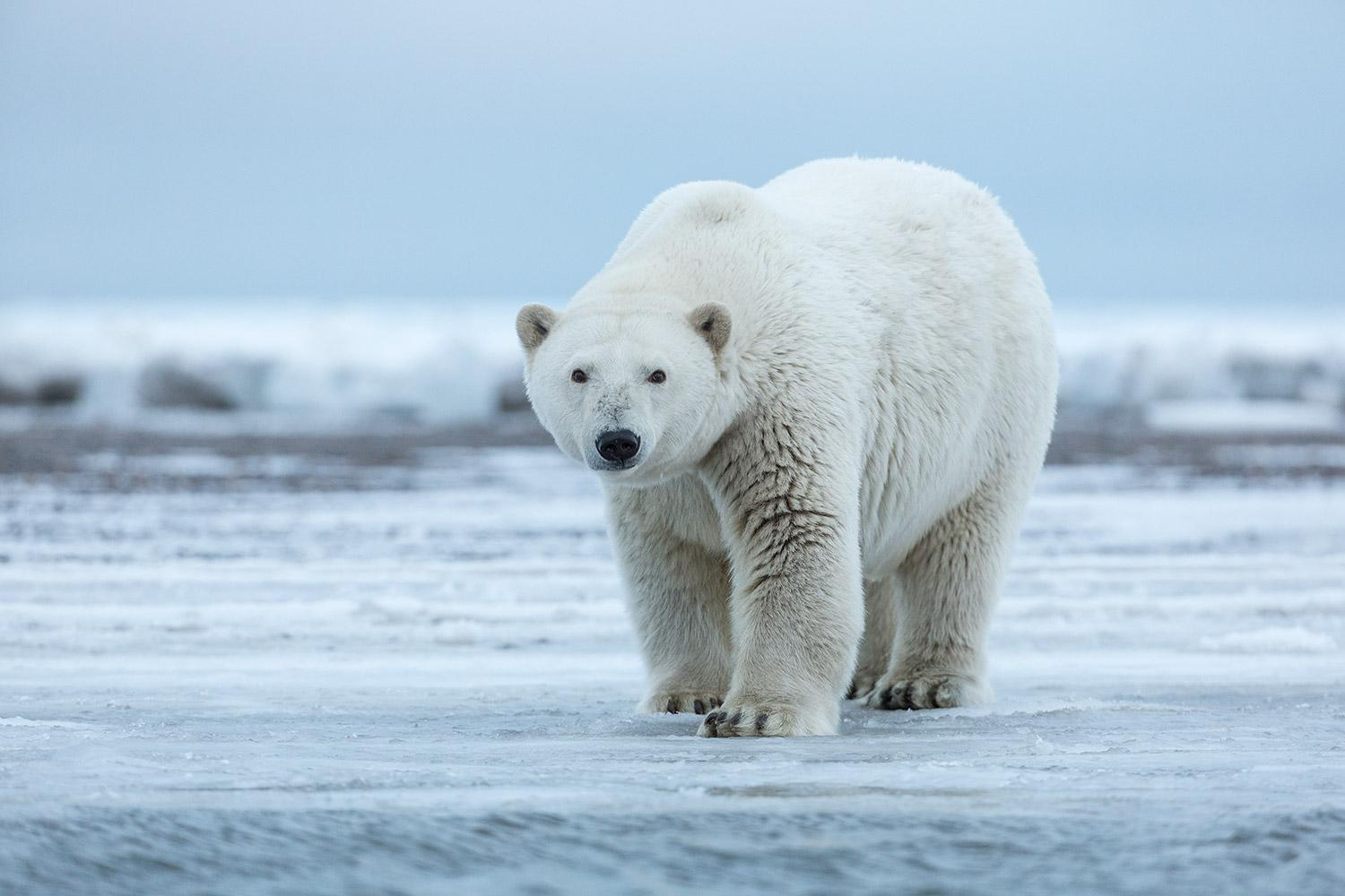 #PODCAST New Canadian study finds that global warming poses a significant threat to polar bear populations #sabcnews episode artwork