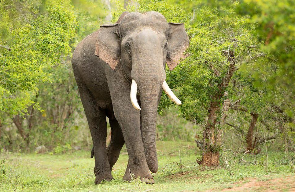 #PODCAST AI-based surveillance system to prevent elephant deaths starting to yield results in India #sabcnews episode artwork