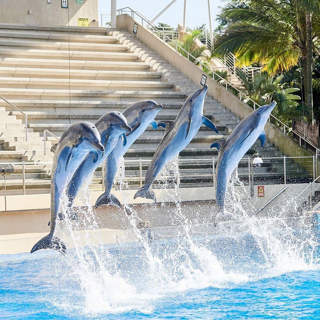 #PODCAST Ushaka Marine World management say SAAMBR have been overseeing the care of animals during their worker strike #sabcnews episode artwork
