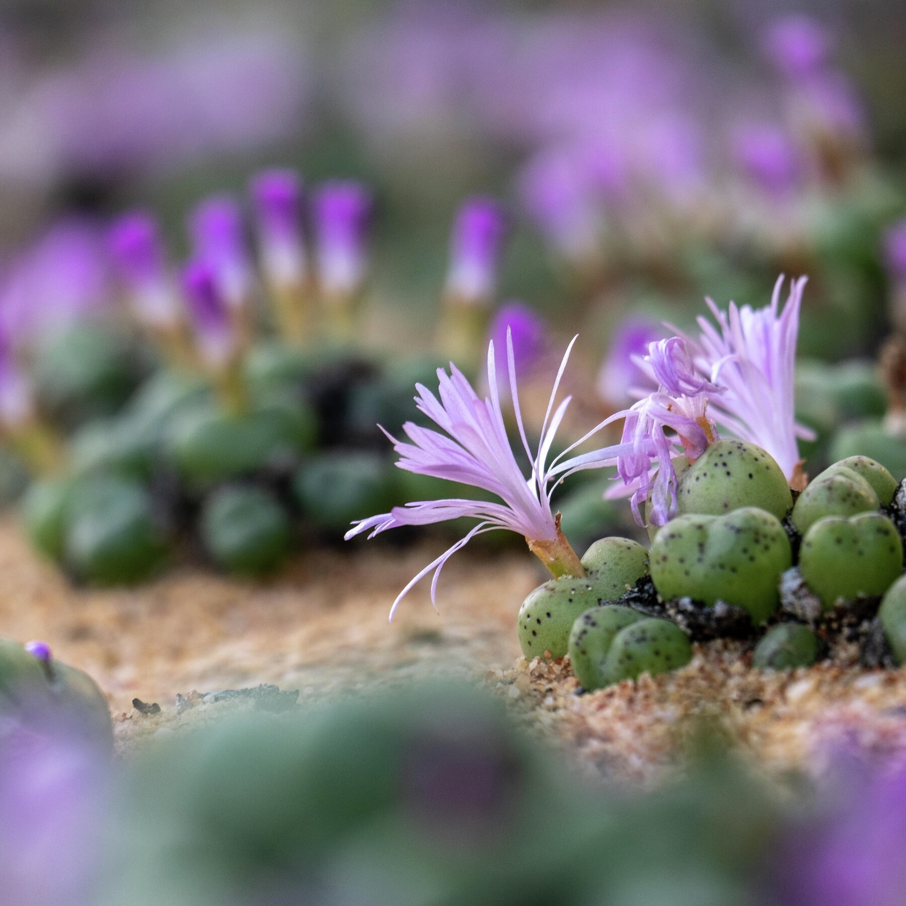 GESTEEL UIT DIE GROND: VETPLANTE VIR DIE WÊRELDMARK deur Jacqui January
