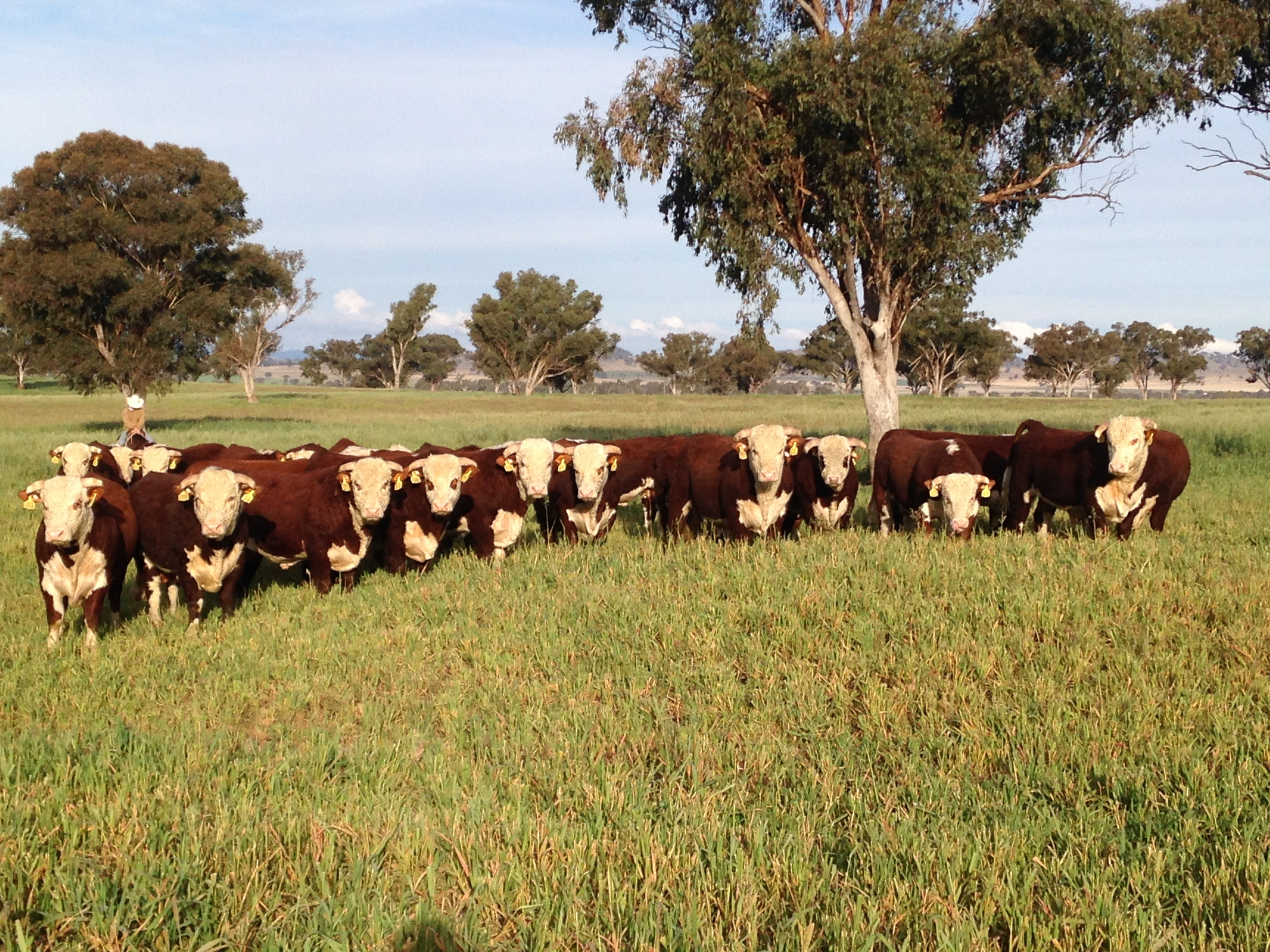 STA FM Rural News | 03-08-2024