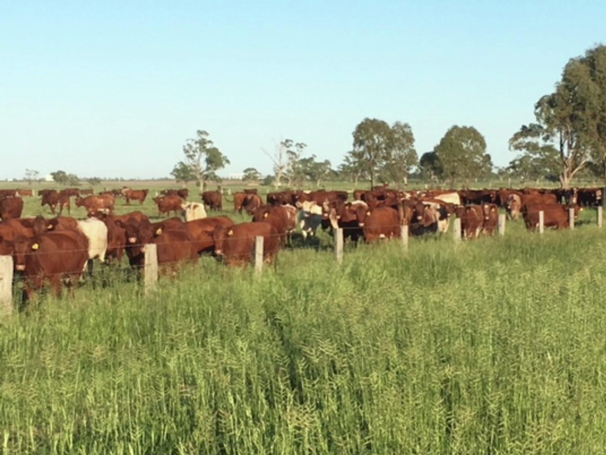 STA FM Rural News | 10-08-2024