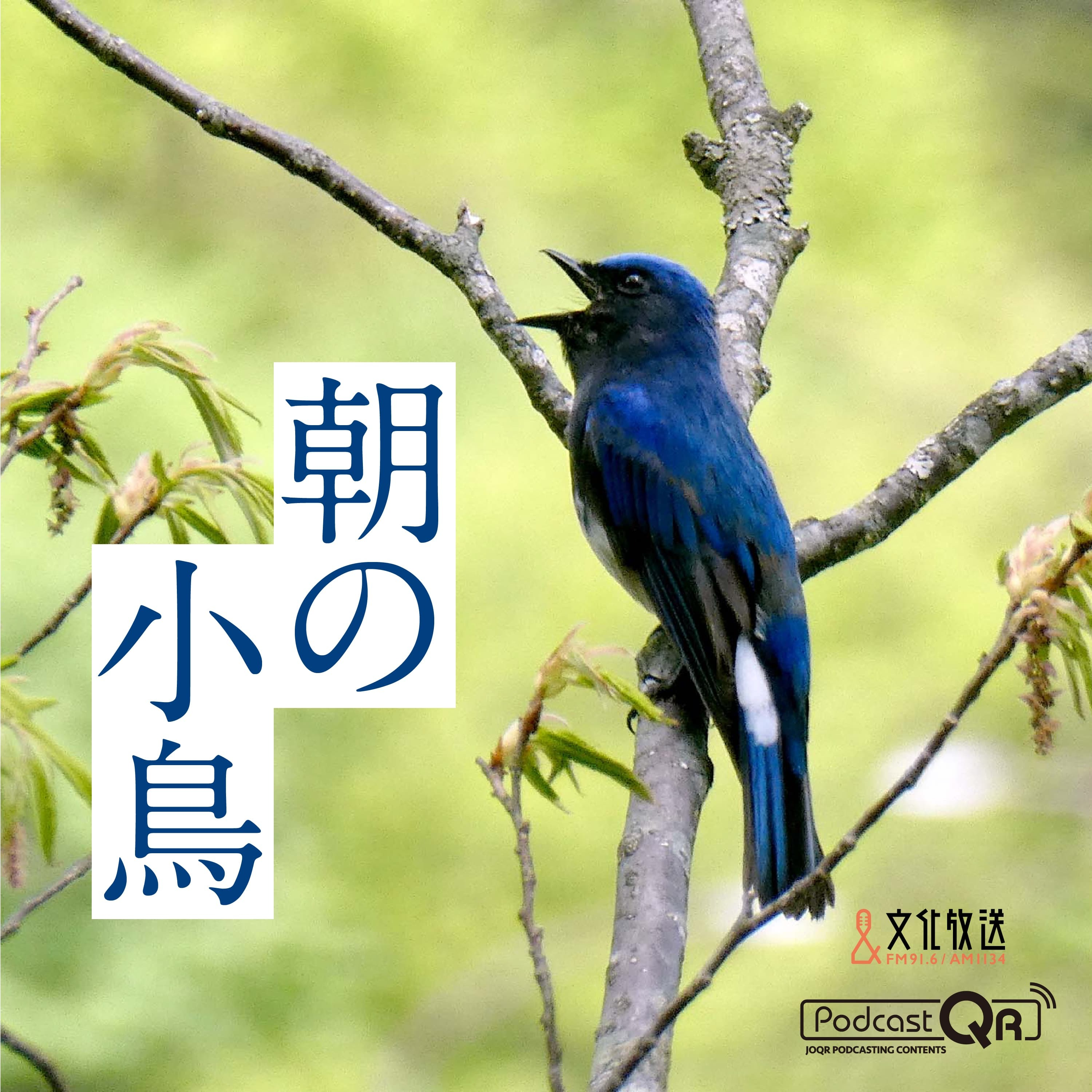 朝の小鳥#246（アガリマタイジュンのアカヒゲ（鹿児島県・徳之島））