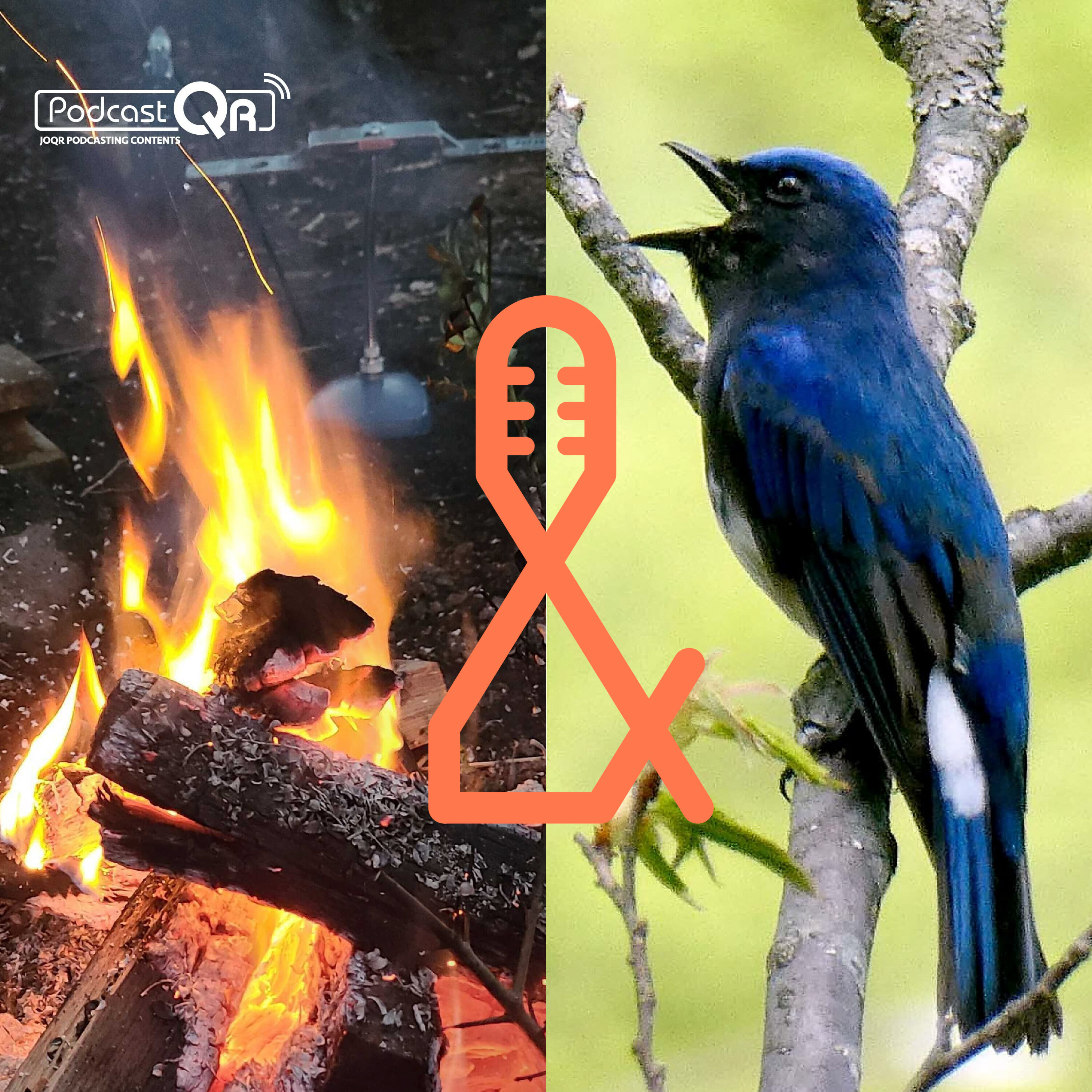 【環境音・ASMR】焚き火 × 小鳥のさえずり 1hour Mix:Relaxing Crackling Fire & Birds Sounds (文化放送ASMR特番 × 朝の小鳥 PodcastQRコラボレーション企画)【作業用BGM】