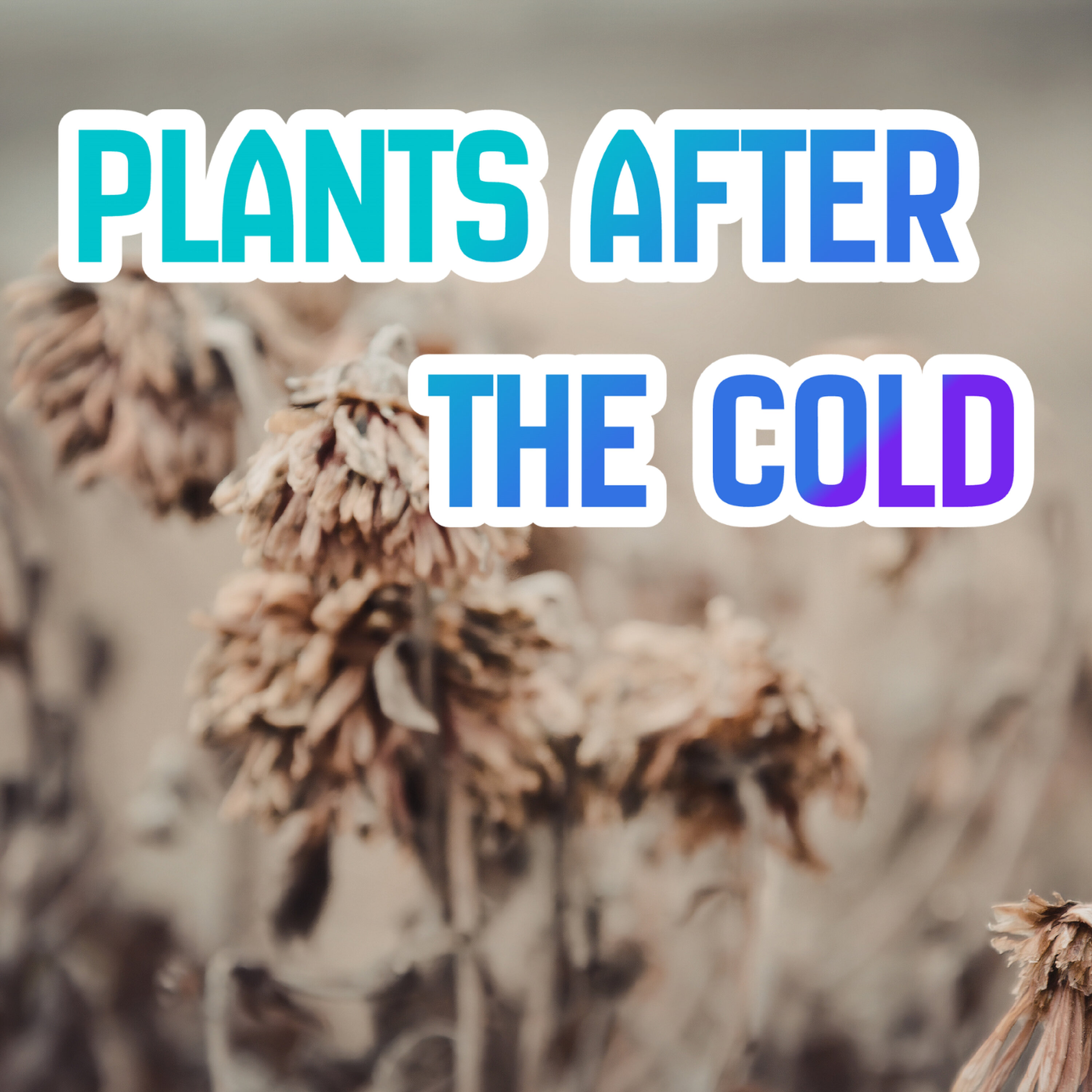 Helping Plants Recover From Cold - Sally Scalera UF IFAS Helping Plants Recover From Cold - Sally Scalera UF IFAS