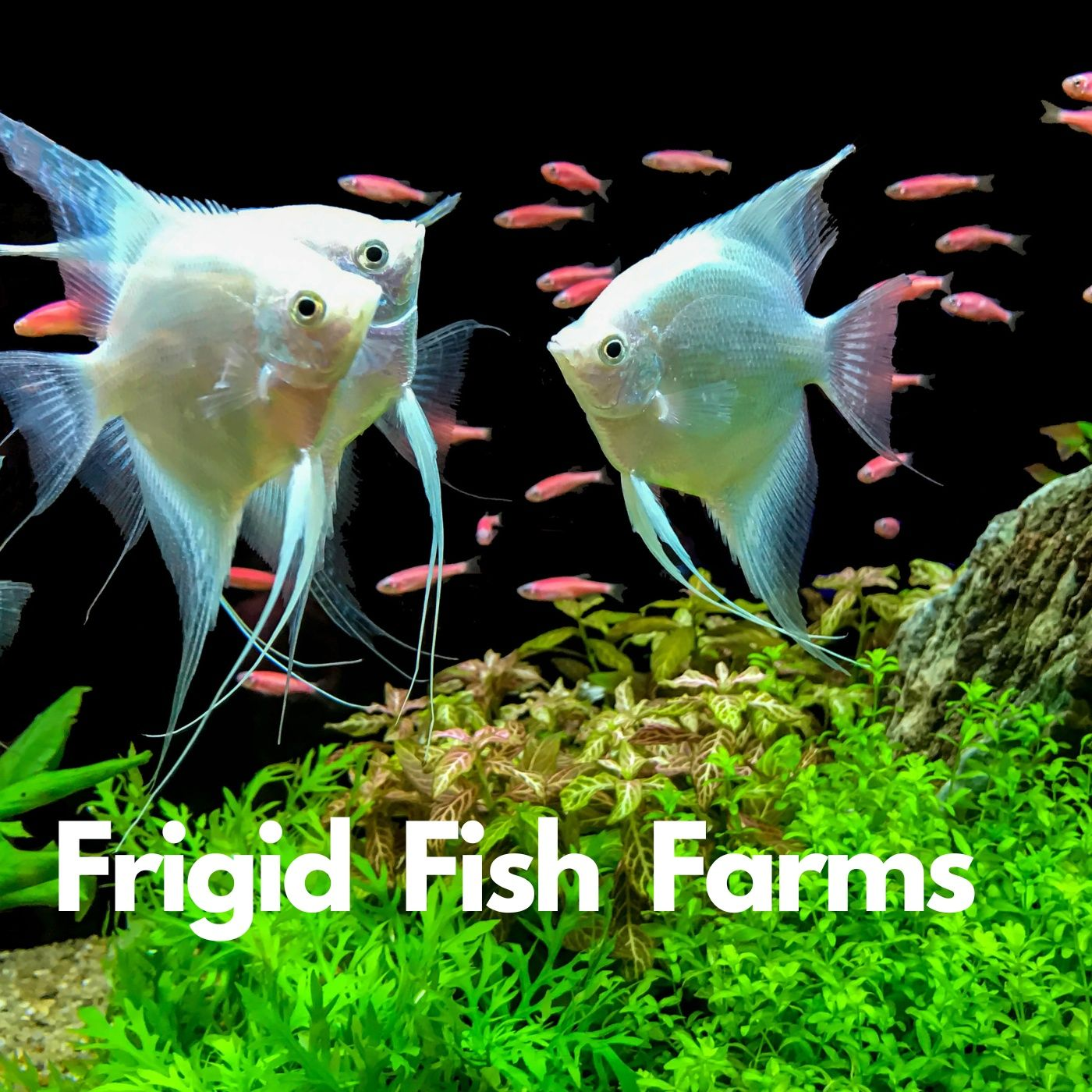 Tropical Fish Farms and Cold - Sandy Moore Segrest Farms episode artwork