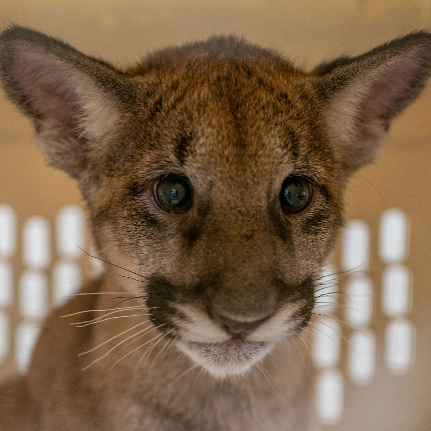 Panther Kittens Left Motherless by Disease - Dr. Ashley Ayoob episode artwork