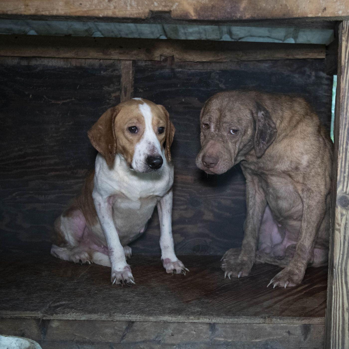 Laura Koivula - Humane Society of the US - Dogs Rescued in North Florida episode artwork