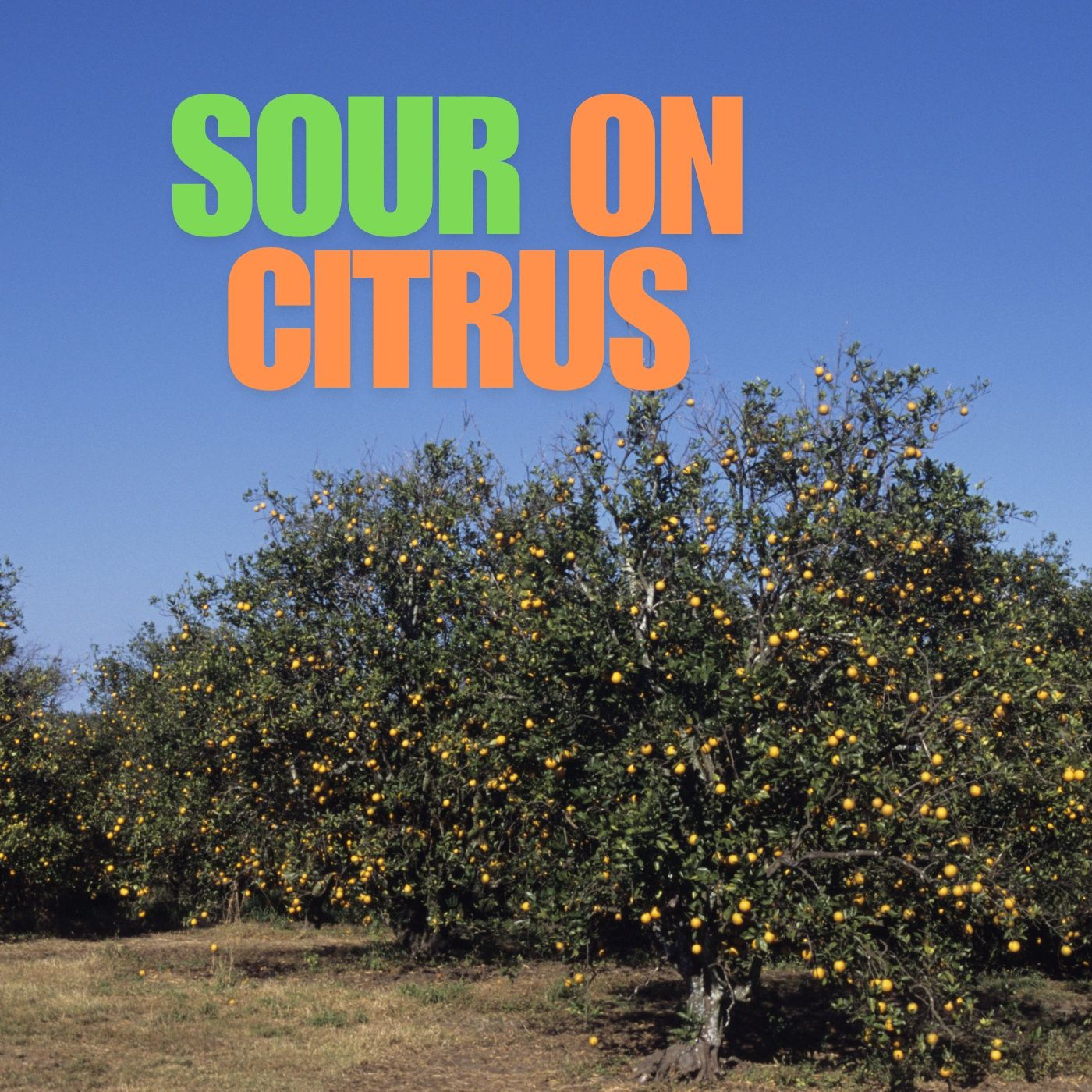 Company Sours on Florida Citrus - Dr Robert Kryger