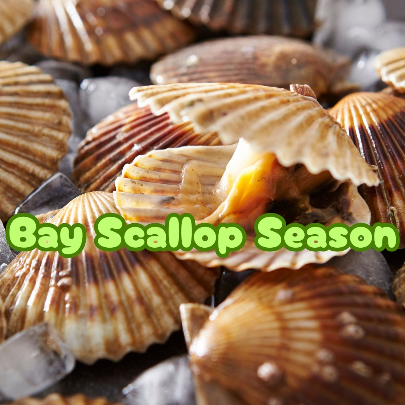 Pasco Scallop Season - Nancy Sheridan episode artwork
