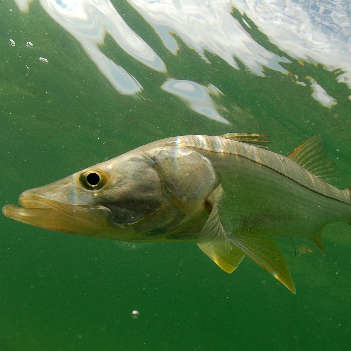 Snook Release episode artwork