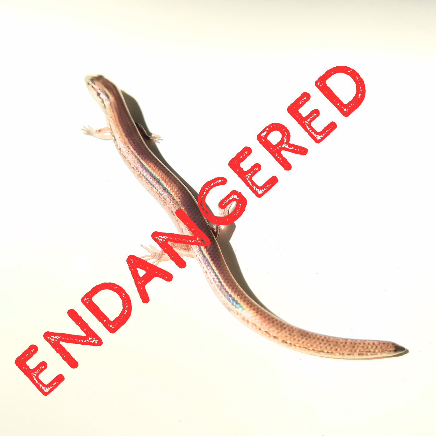 New Florida Endangered Species - Ragan Whitlock episode artwork