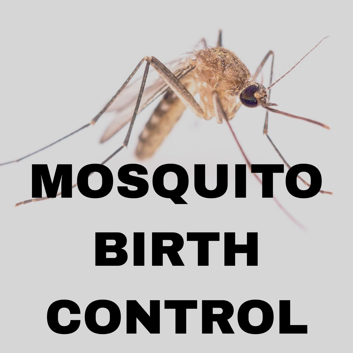 Sterile Mosquitoes Deployed - Adriane Rogers Pasco Mosquito Control episode artwork