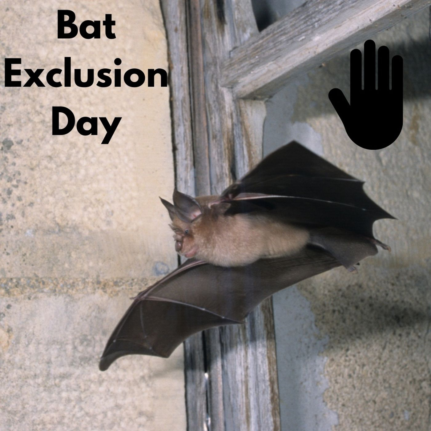 Bat Exclusion - Dr Shelly Johnson episode artwork
