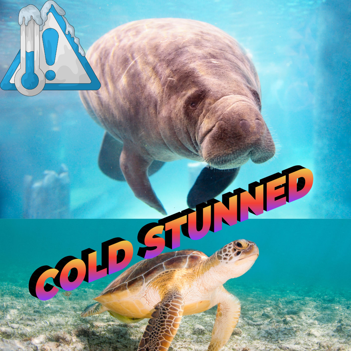 Cold Stunned Manatees and Turtles - Kathryn Gentile Mote Marine Lab episode artwork
