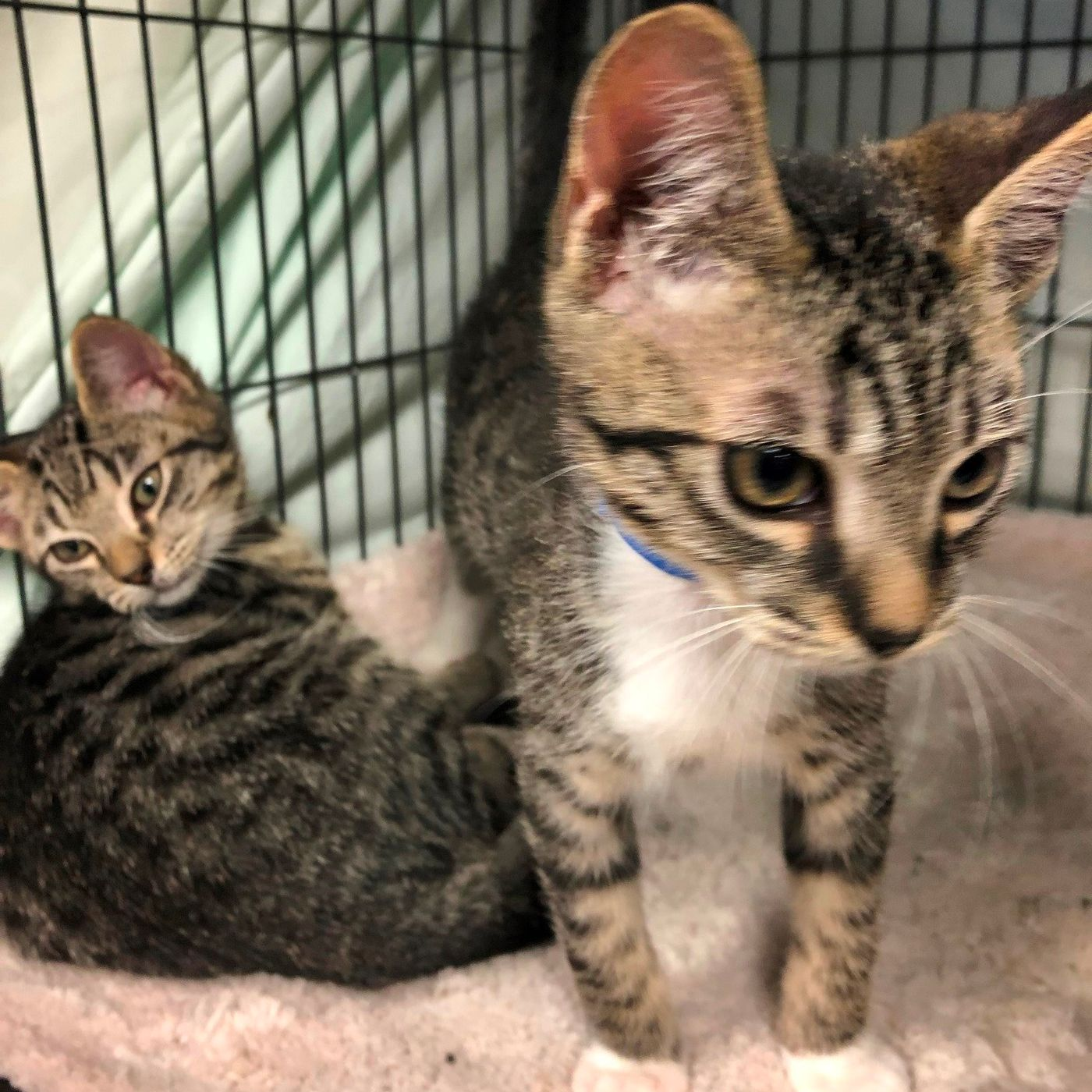 Florida Shelter Ships Stray Cats to New Hampshire episode artwork