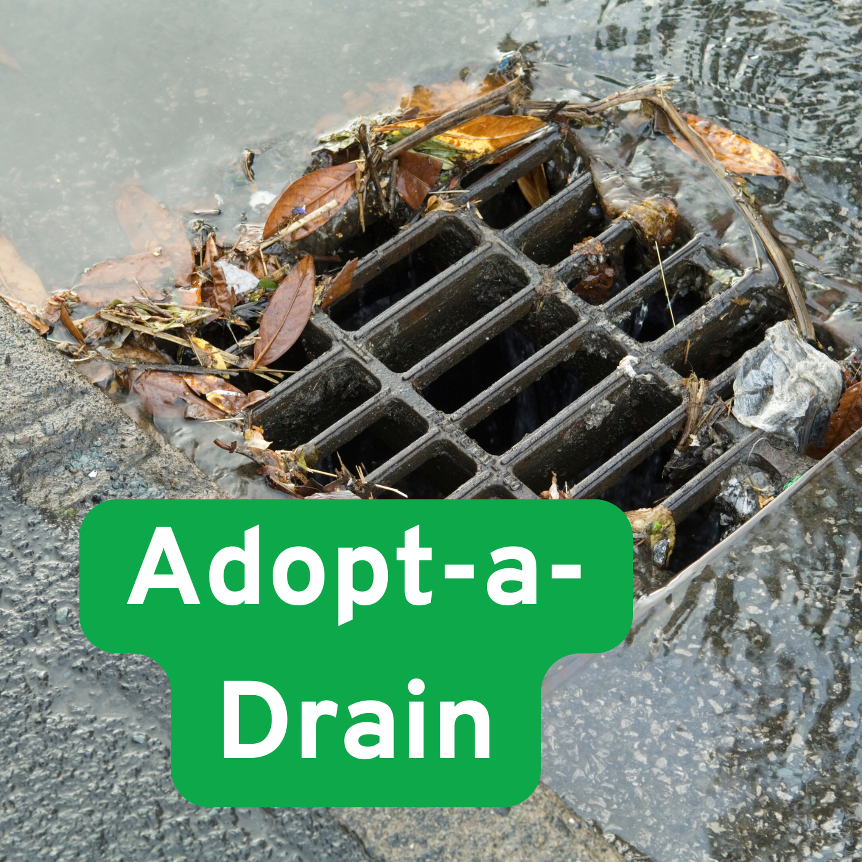 Adopt a Drain Cassie Cordova City of Clearwater Adopt a Drain Cassie Cordova City of Clearwater