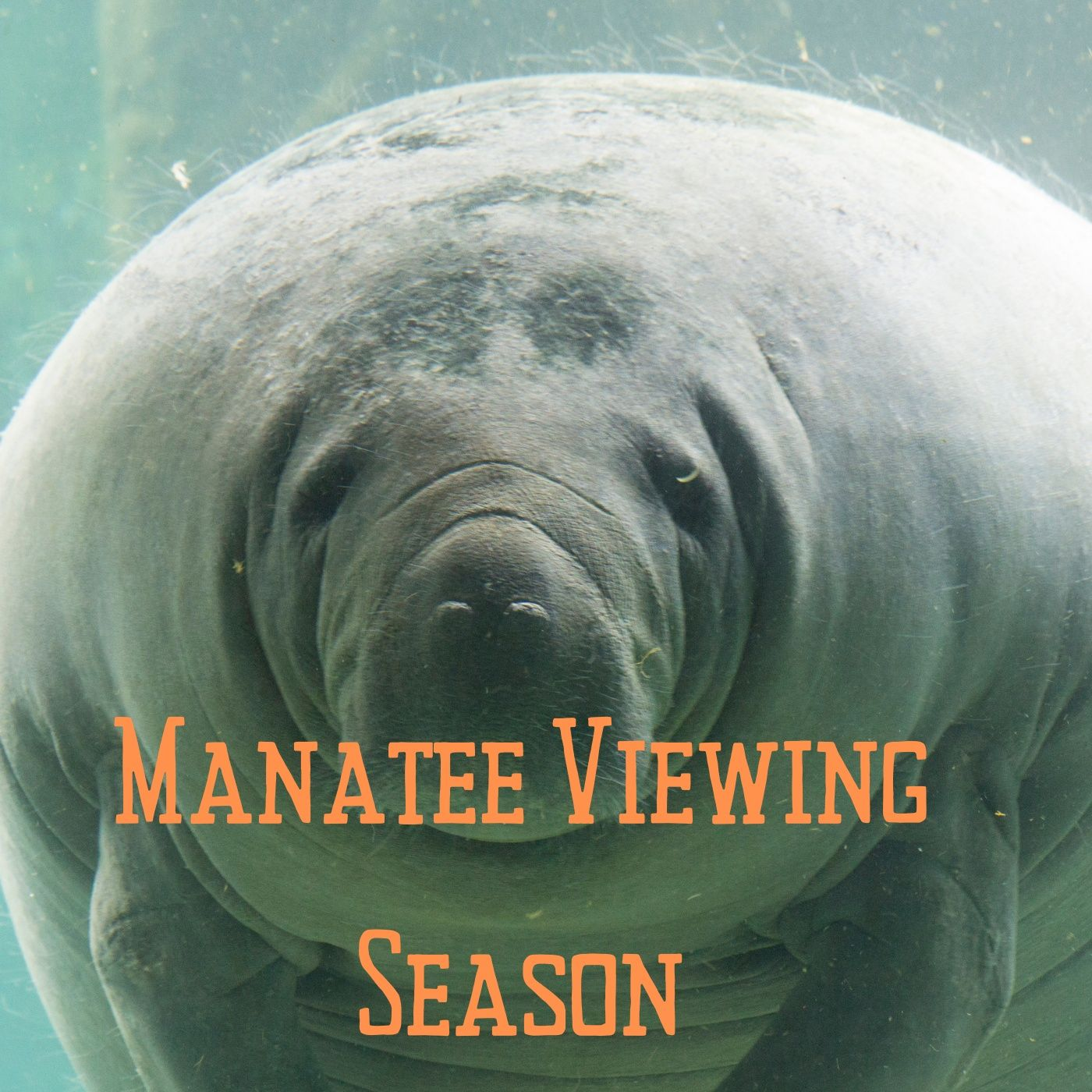 Lauren Gomez-Manatee Viewing Center episode artwork