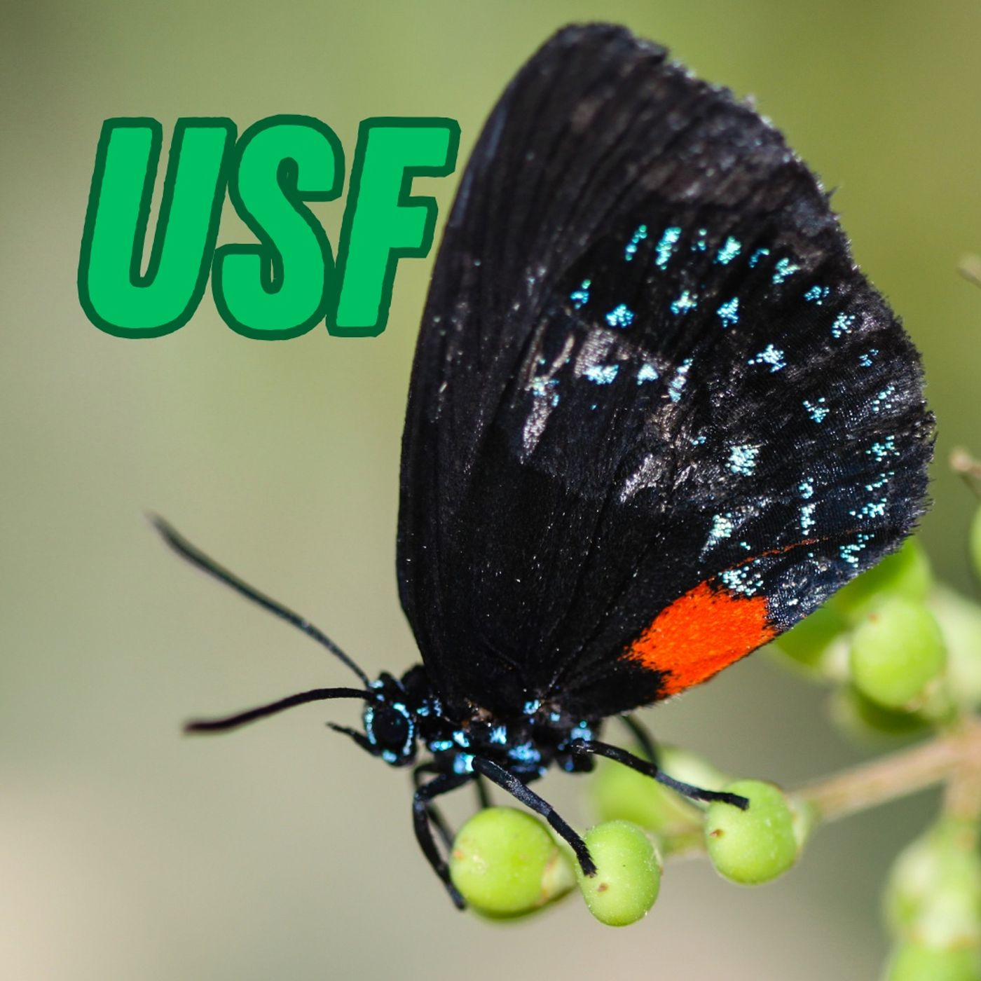 USF Sarasota Manatee Building - Chancellor Karen Holbrook episode artwork