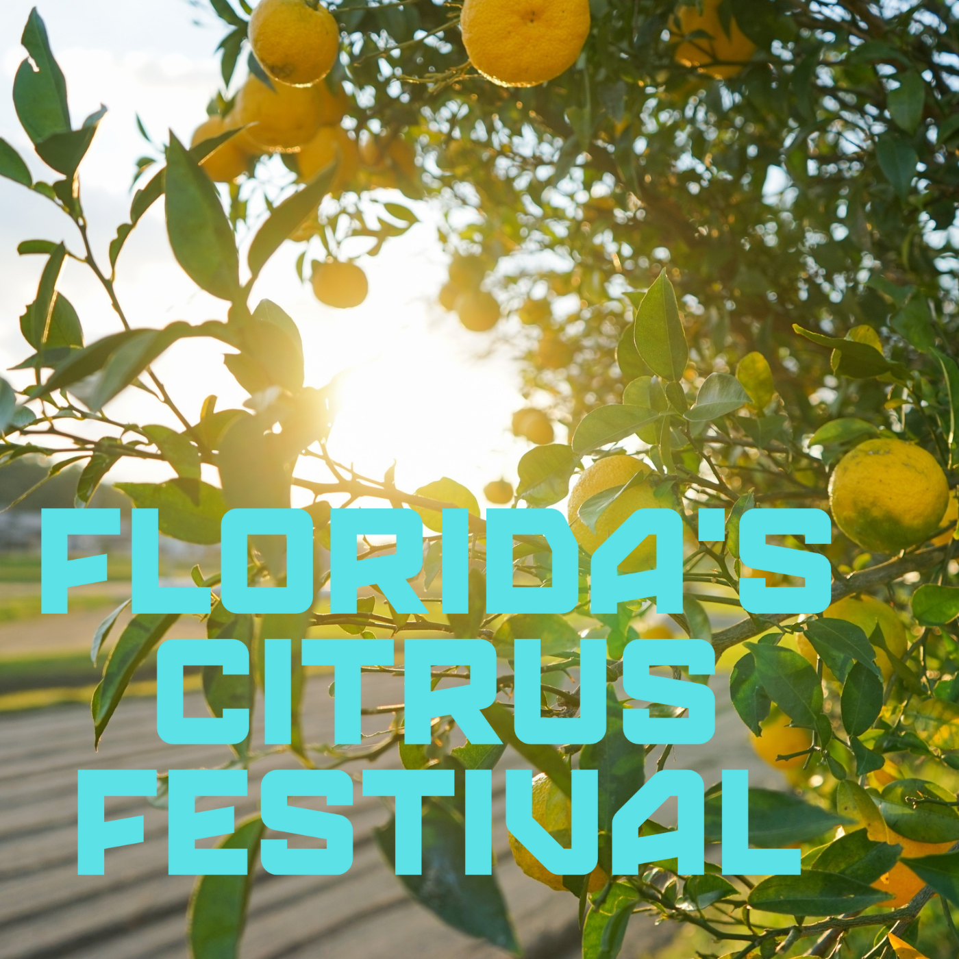 Florida's Citrus Festival - Lyndsey Venrick