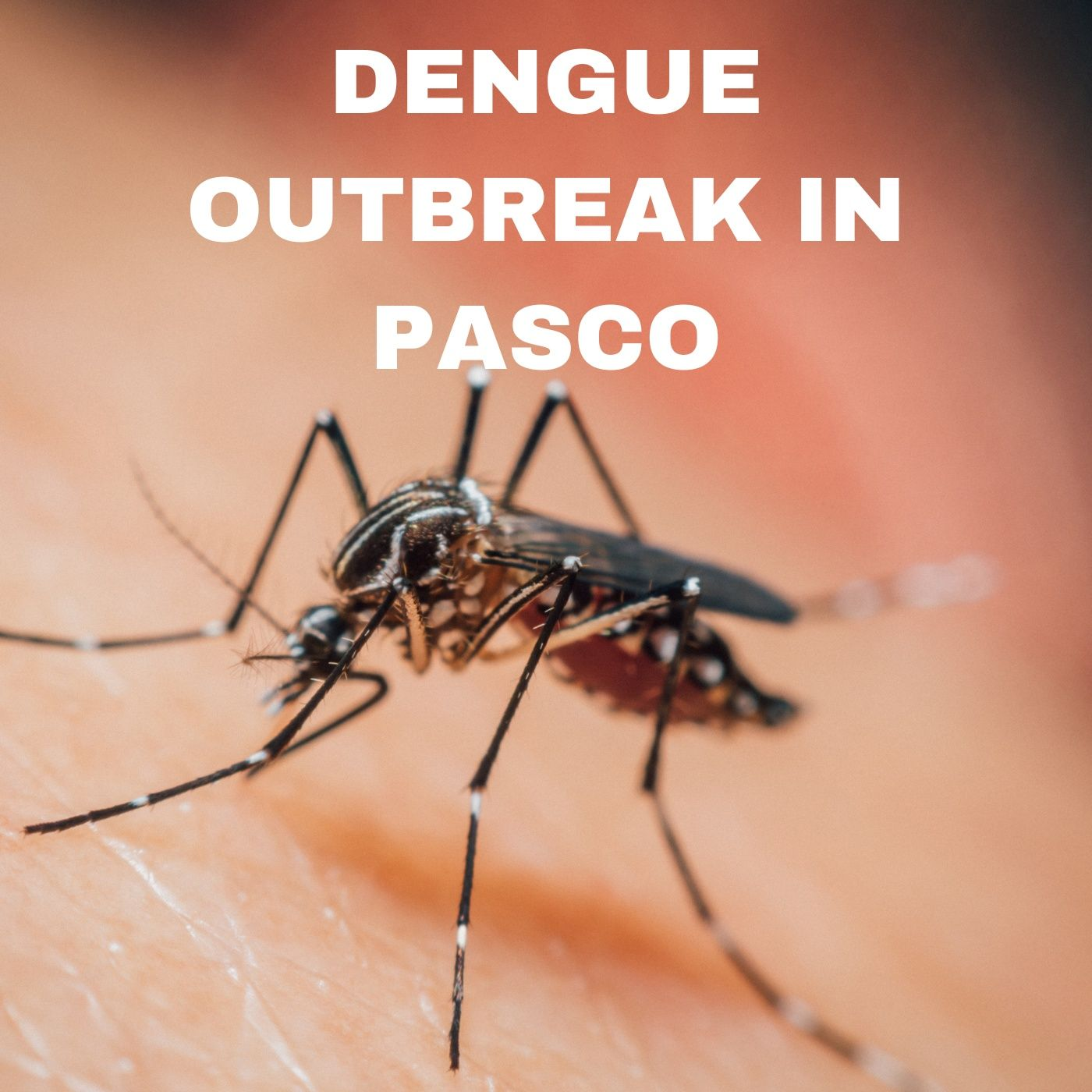 Adriane Rogers - Pasco Mosquito District - Dengue Outbreak episode artwork