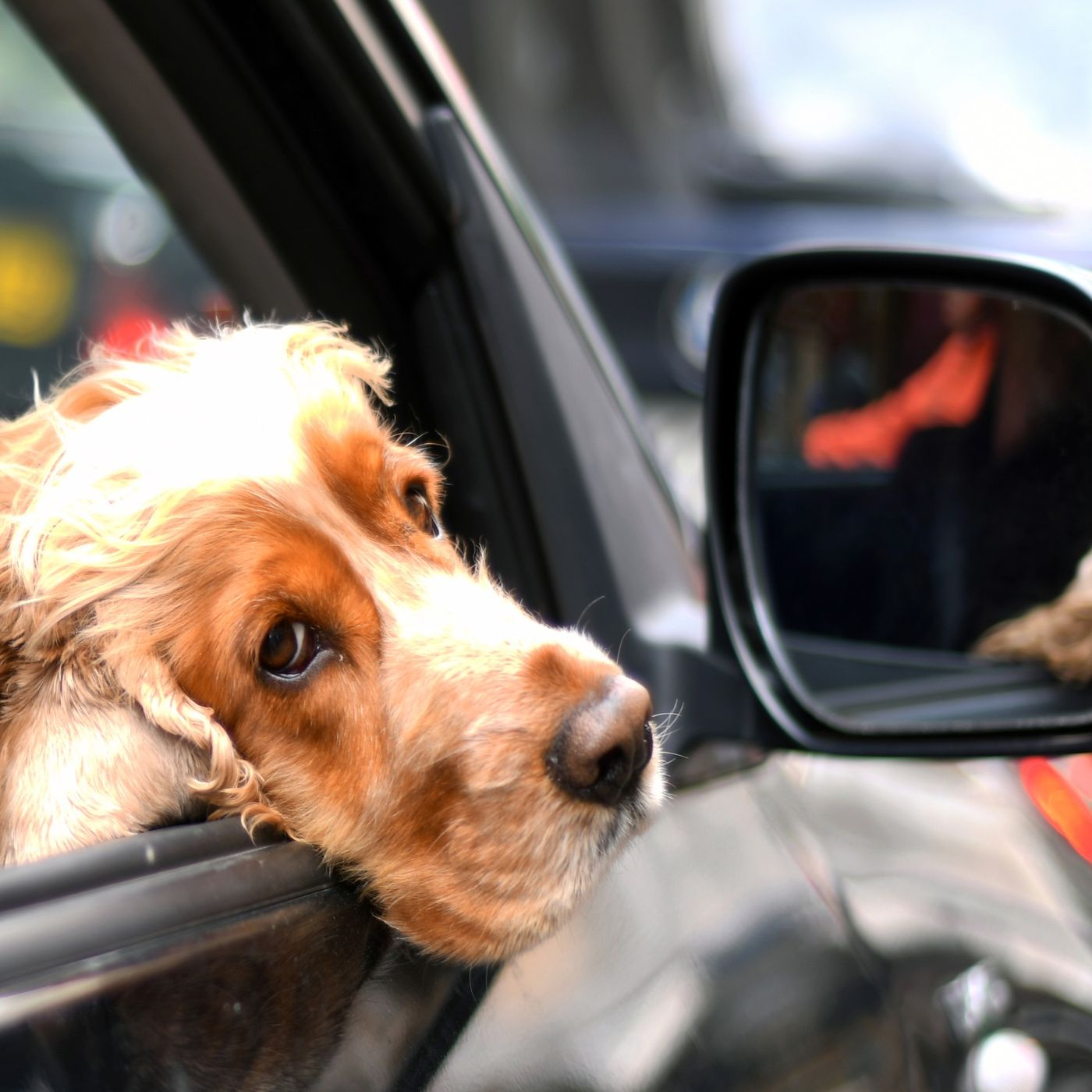 COVID-19 and Your Dog - Dr. Chad Dodd DVM