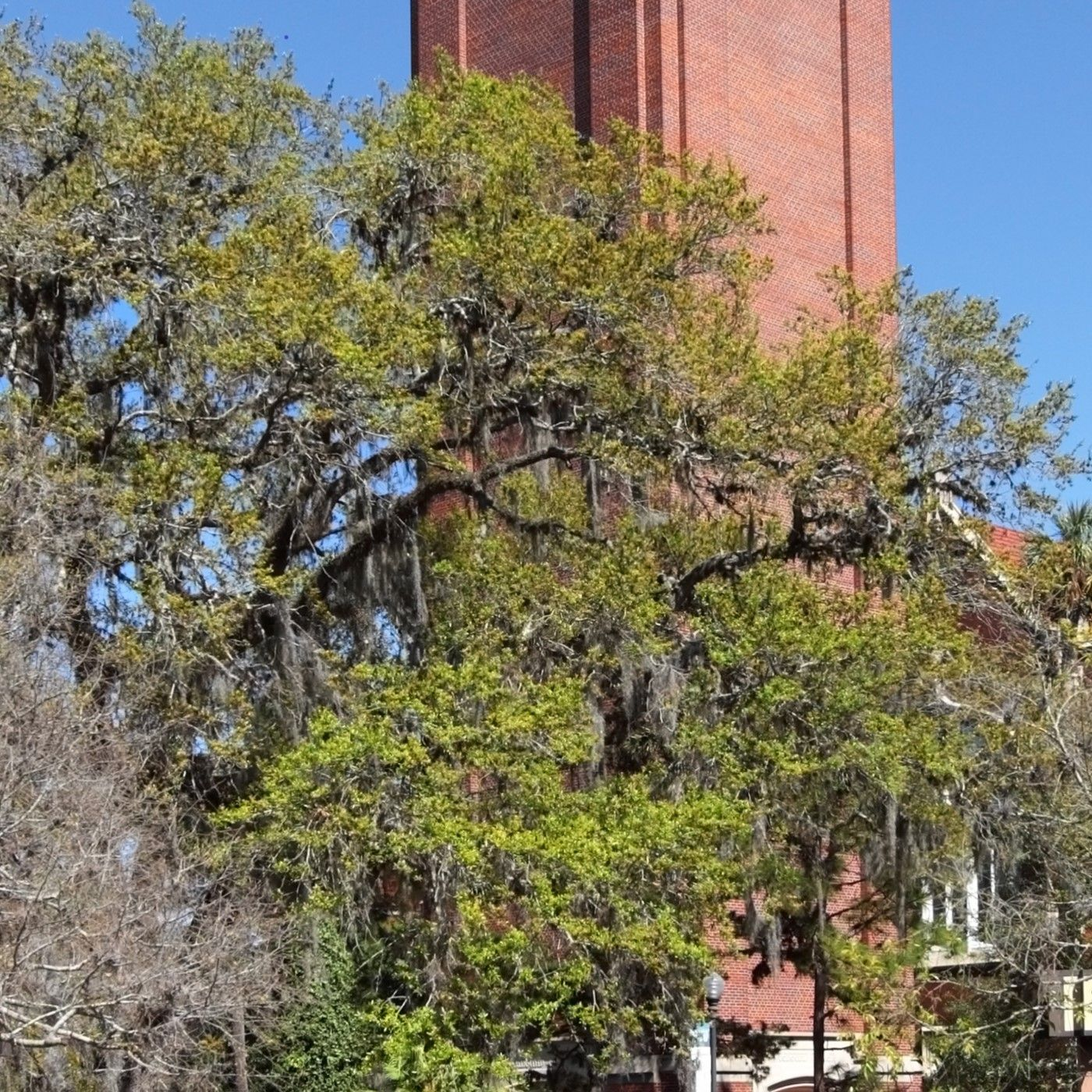 Caleb Dalton - Conservative Group Wins Speech Case at University of Florida episode artwork