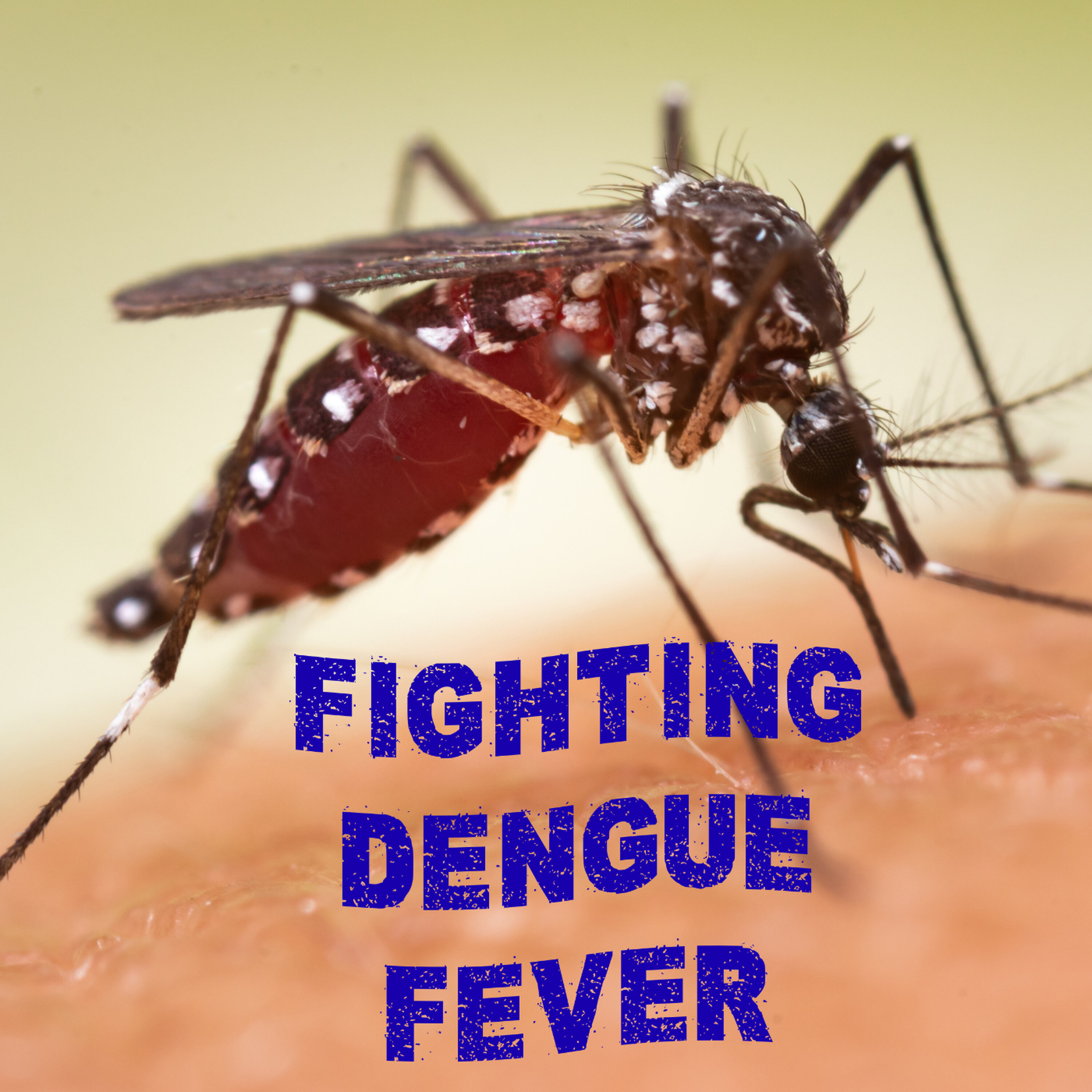 Dengue Fever in Pinellas - Alissa Berro Mosquito Control episode artwork