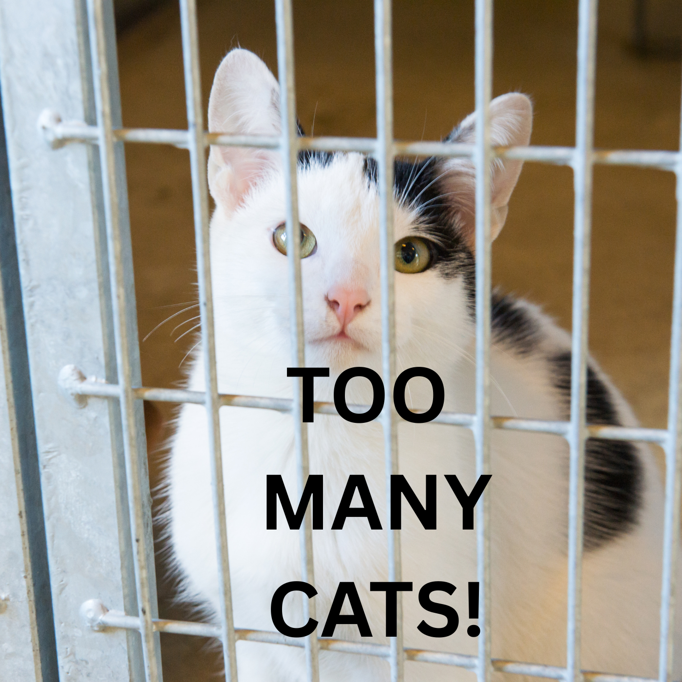 Hillsborough Pet Shelter Cat Surplus - Chelsea Waldeck Pet Resource Center