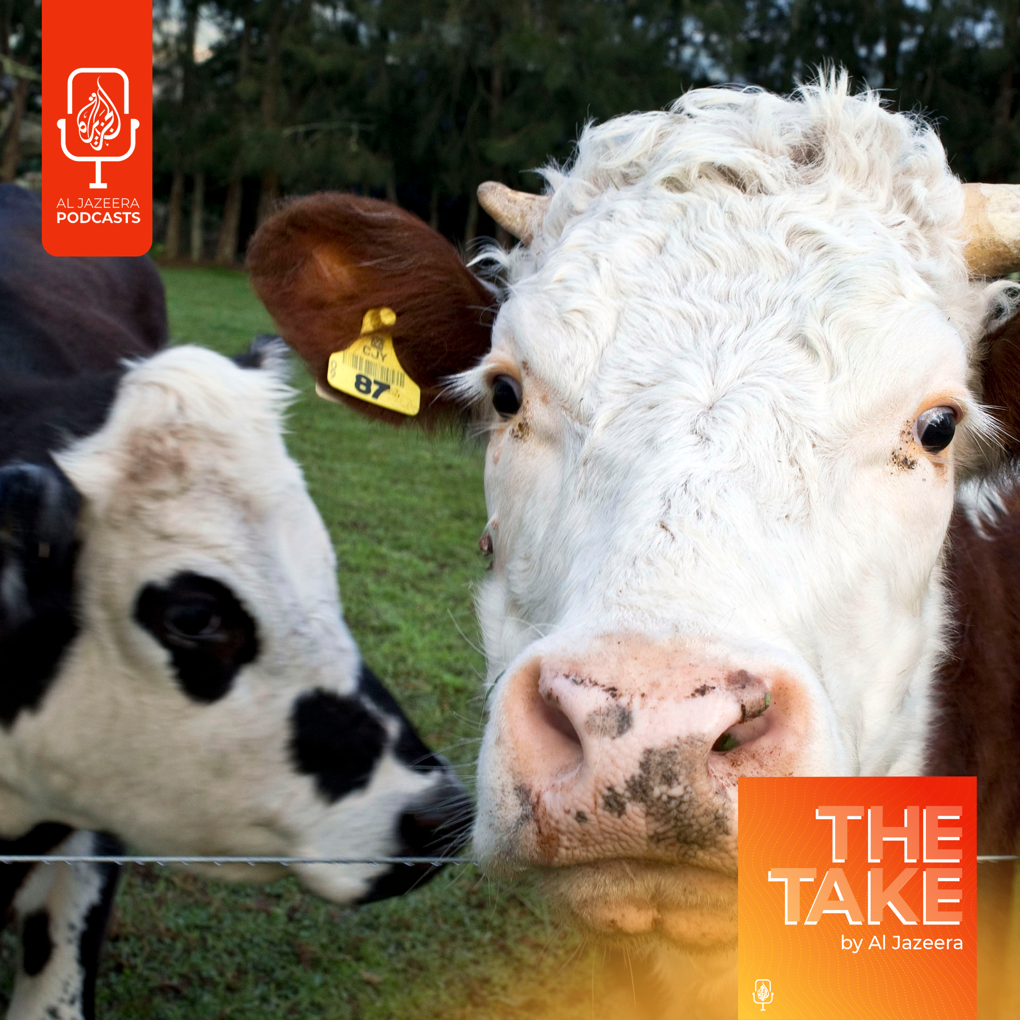 Why is New Zealand banning live animal exports?